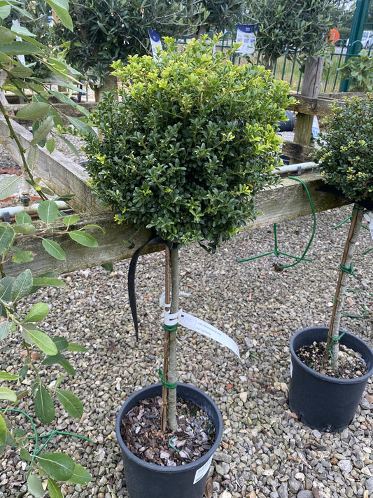 Ilex Crenata Glorie Dwarf 12 Litre Pot 1/4 Standard