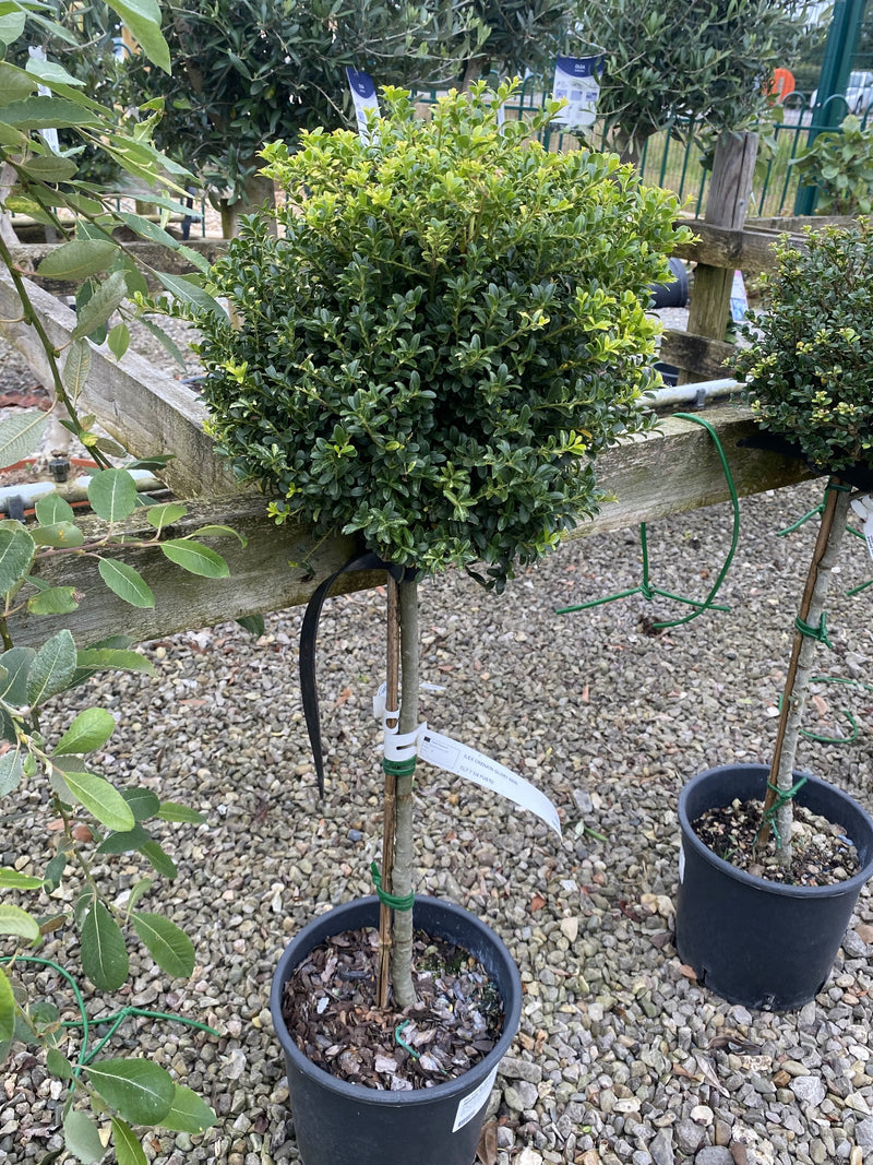 Ilex Crenata Dark Green 12 Litre Pot 1/4 Standard