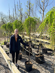 Larix ka. Stiff Weeper 20 Litre Full Standard 180cm Stem
