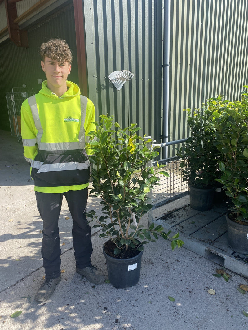 Camellia Jap. Prof. Fillippo Parlatore 18 Litre Pot