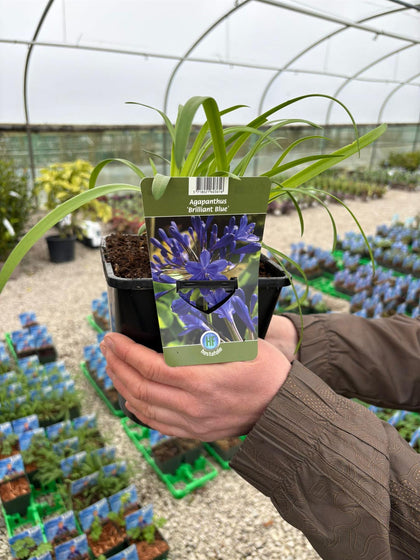 Agapanthus Brilliant Blue 2 Litre Pot