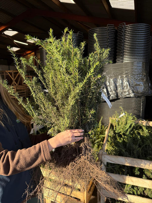 Yew Hedging Bare Root 25-30cm November Delivery