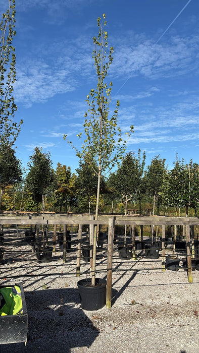 Ulmus Columella 12/14cm Girth Standard