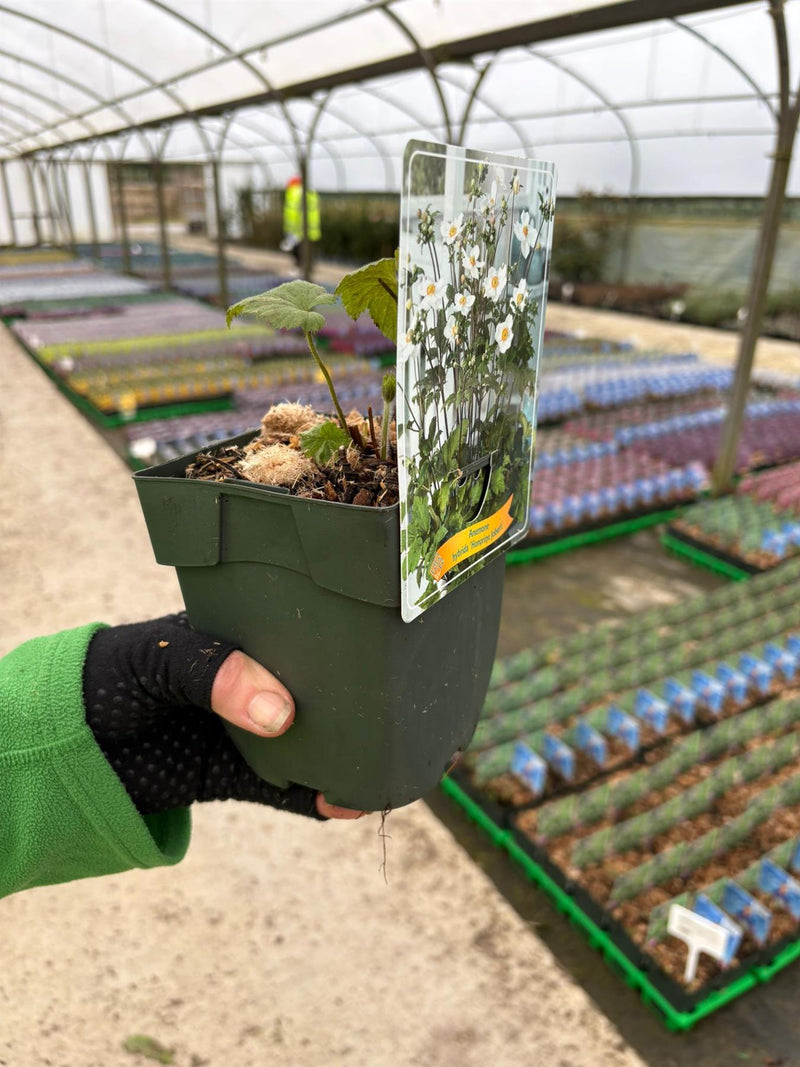 Anemone hyb. Honorine Jobert 2 Litre Pot
