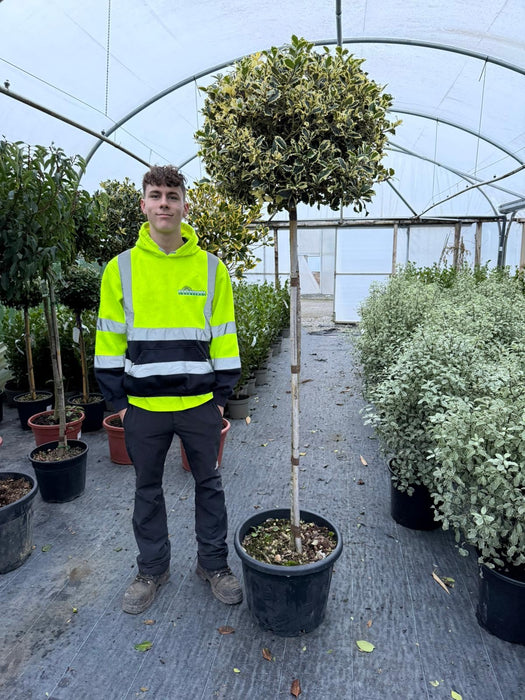 Ilex Aquifolium Argentea Marginata 120cm  Stem- 35 Litre 1/2 Standard