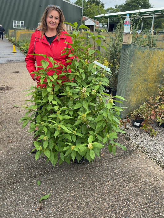 Callicarpa bod. Magical Snow Queen 20 Litre 100/125cm