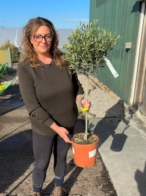 Olea Europea - Olive 1/2 Standard 40cm Spiral Stem