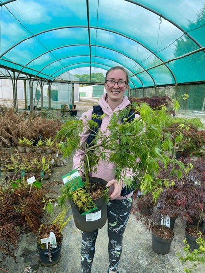 Acer palmatum Dissectum 4 Litre Pot