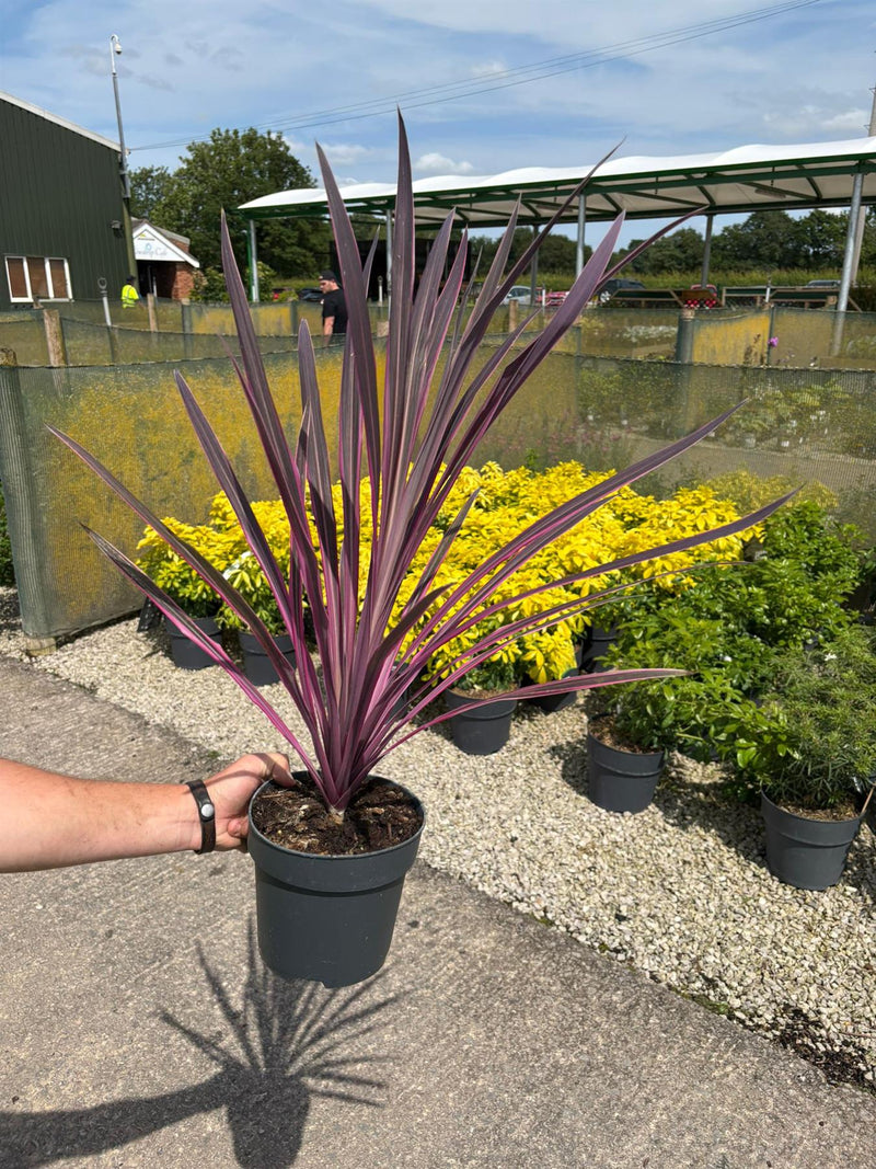 Cordyline Pink Passion 2 Litre Pot