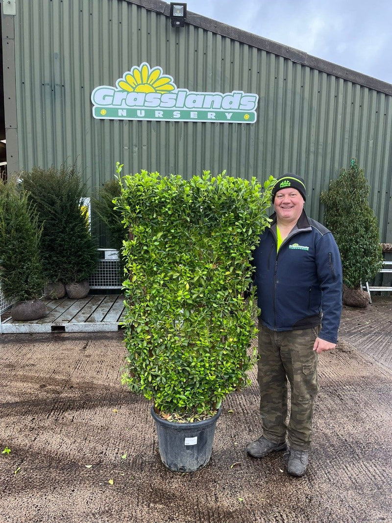 Euonymus japonicus Pleached Wall Frame 120 x 70cm 35 Litre Pot
