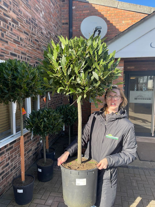 Laurus Nobilis 1/4 Standard 20 Litre Pot 50cm Stem 50/55cm Head