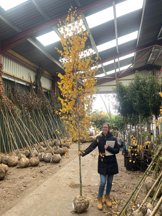 Betula Pendula 8/10cm Girth Standard Pot Growing Ready-Pre-Order June