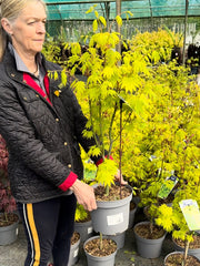 Acer Shirasawanum Jordan 5 Litre Pot