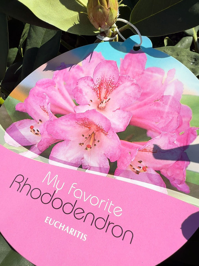 Rhododendron Hybrid Eucharitis 25 Litre Pot 100cm Wide