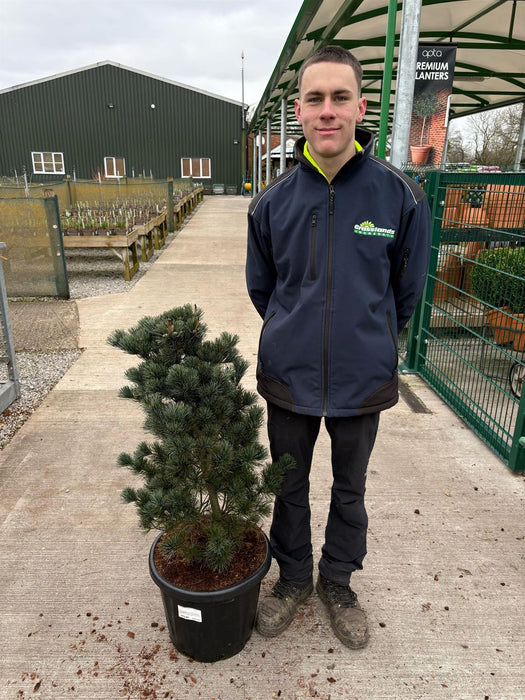 Pinus Parviflora Negishi 25 Litre Pot