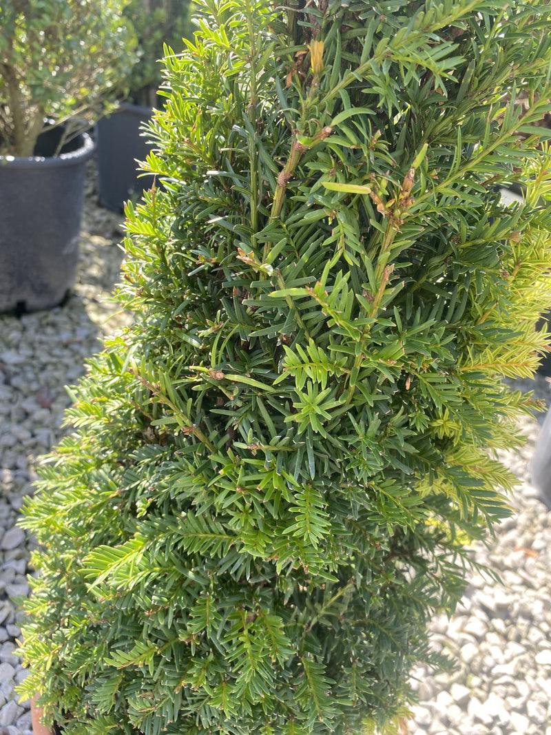 Yew Cone 7.5 Litre Pot 50-60cm