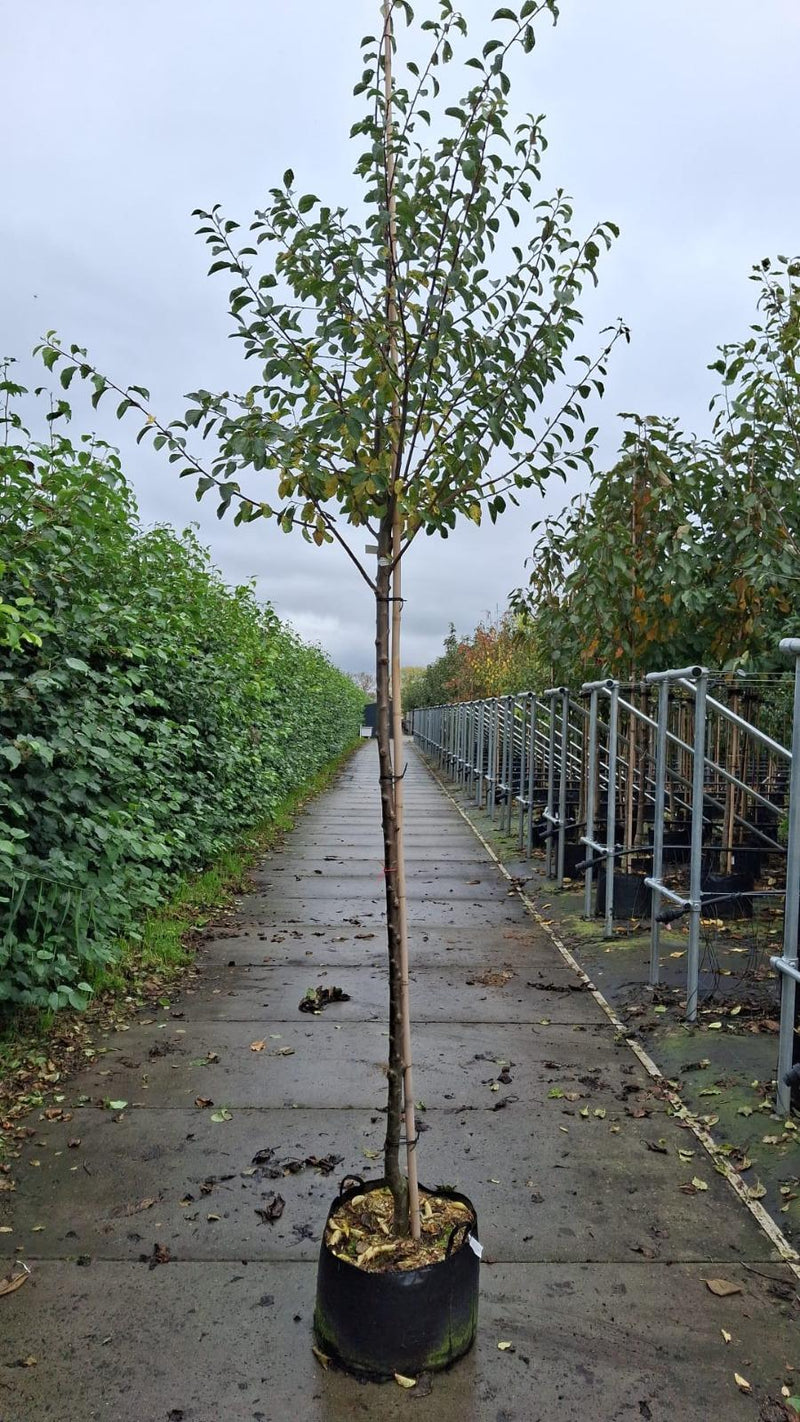 Plum Mirabelle De Nancy 10/12cm Girth Pot Grown