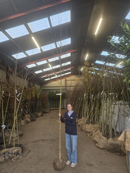 Betula Pendula 8/10cm Heavy Girth Rootballed
