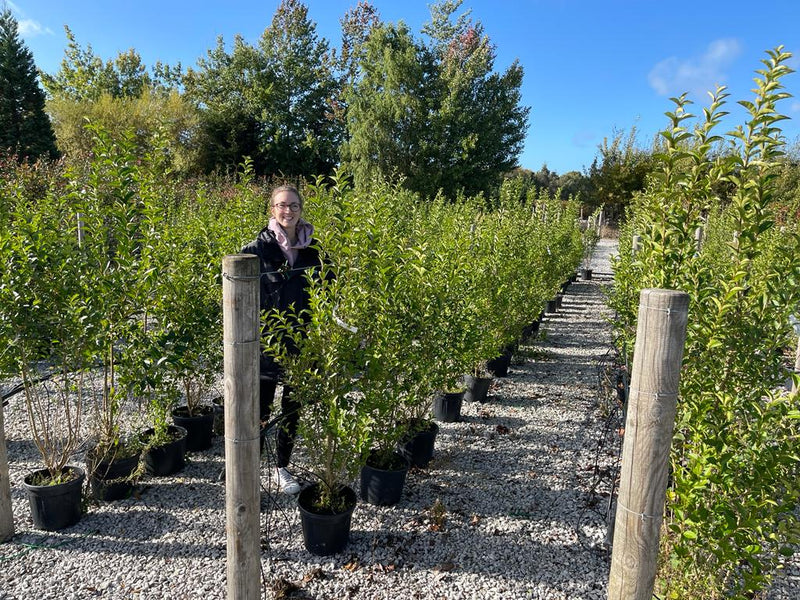 Privet Green 7.5 Litre 110/130cm Extra bushy