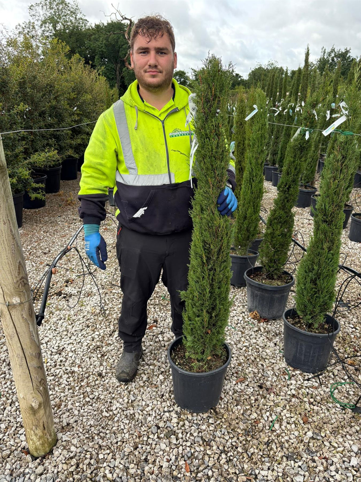 Italian Cypress - Cupressus Pyramidalis 18 Litre Pot 125/150