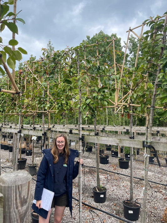 Prunus Lusitanica Tico Pleached 180cm x 120cm Wide x 100cm Tall