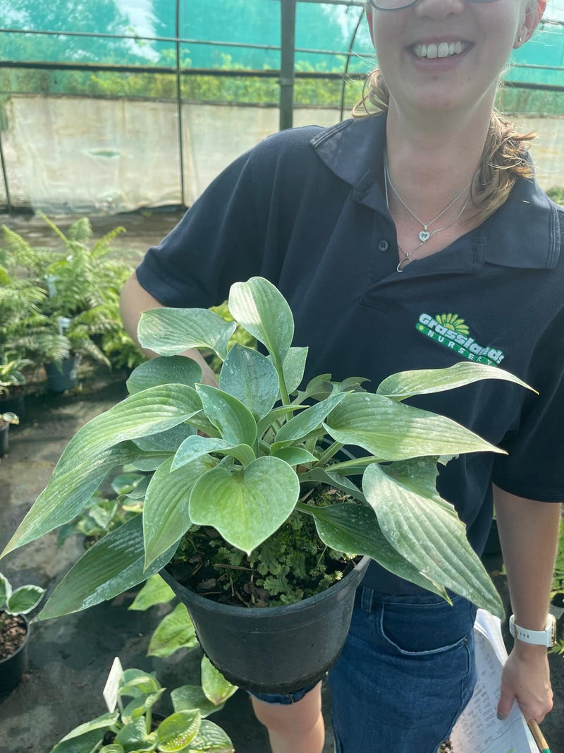 Hosta Halcyon 2  Litre Pot