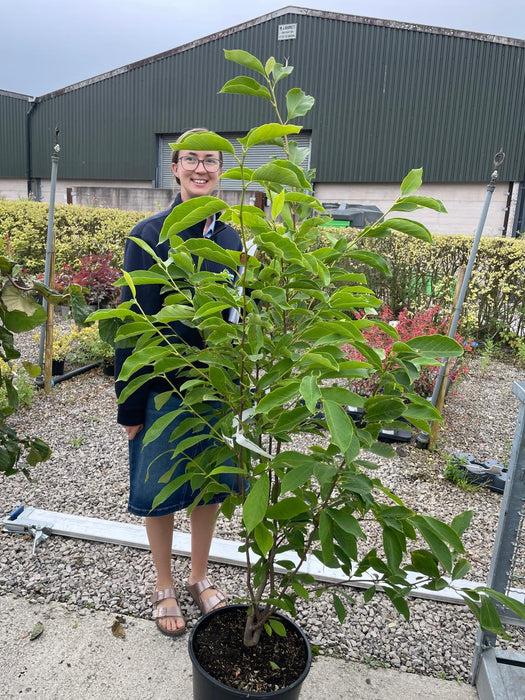 Magnolia Soulangeana 20 Litre Pot 125/150cm