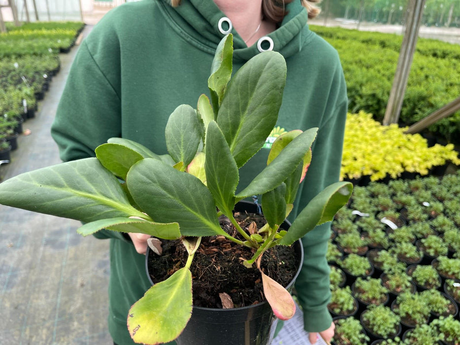 Bergenia Bressingham White 2 Litre Pot