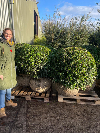 Prunus Lusitanica Angustifolia Topiary Ball 65-70cm 35 Litre Pot