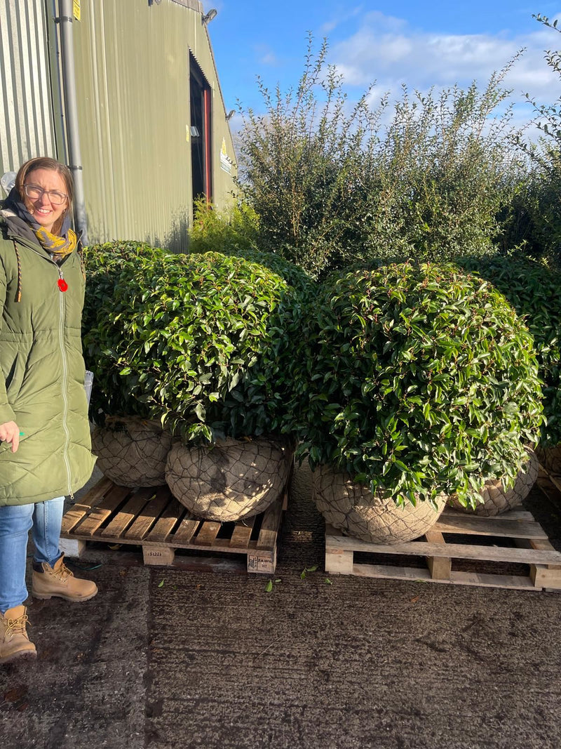 Prunus Lusitanica Angustifolia Topiary Ball 65-70cm 35 Litre Pot
