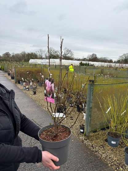 Magnolia George Henry Kern 4 Litre Pot