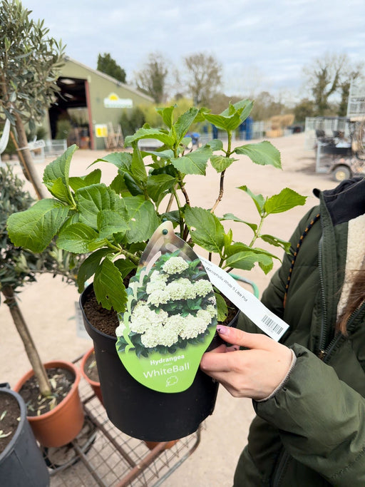 Hydrangea Macrophylla White 5 Litre Pot