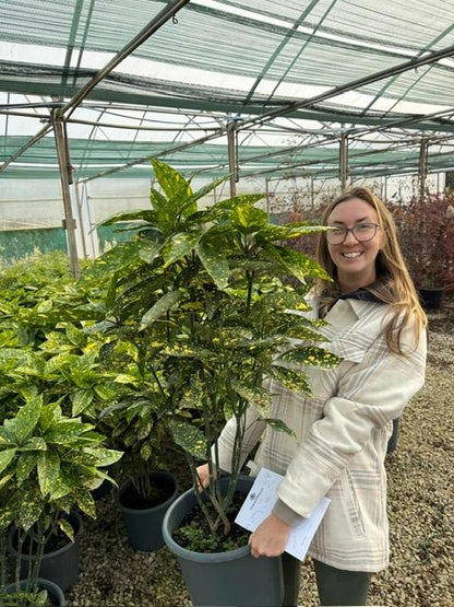 Aucuba Japonica Crotonifolia 7 Litre Pot