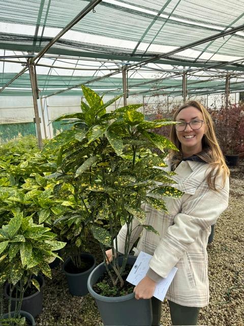Aucuba Japonica Crotonifolia 7 Litre Pot
