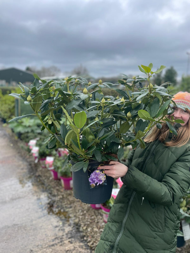 Rhododendron Hybrid Catawbiense Grandiflorum 12 Litre Pot