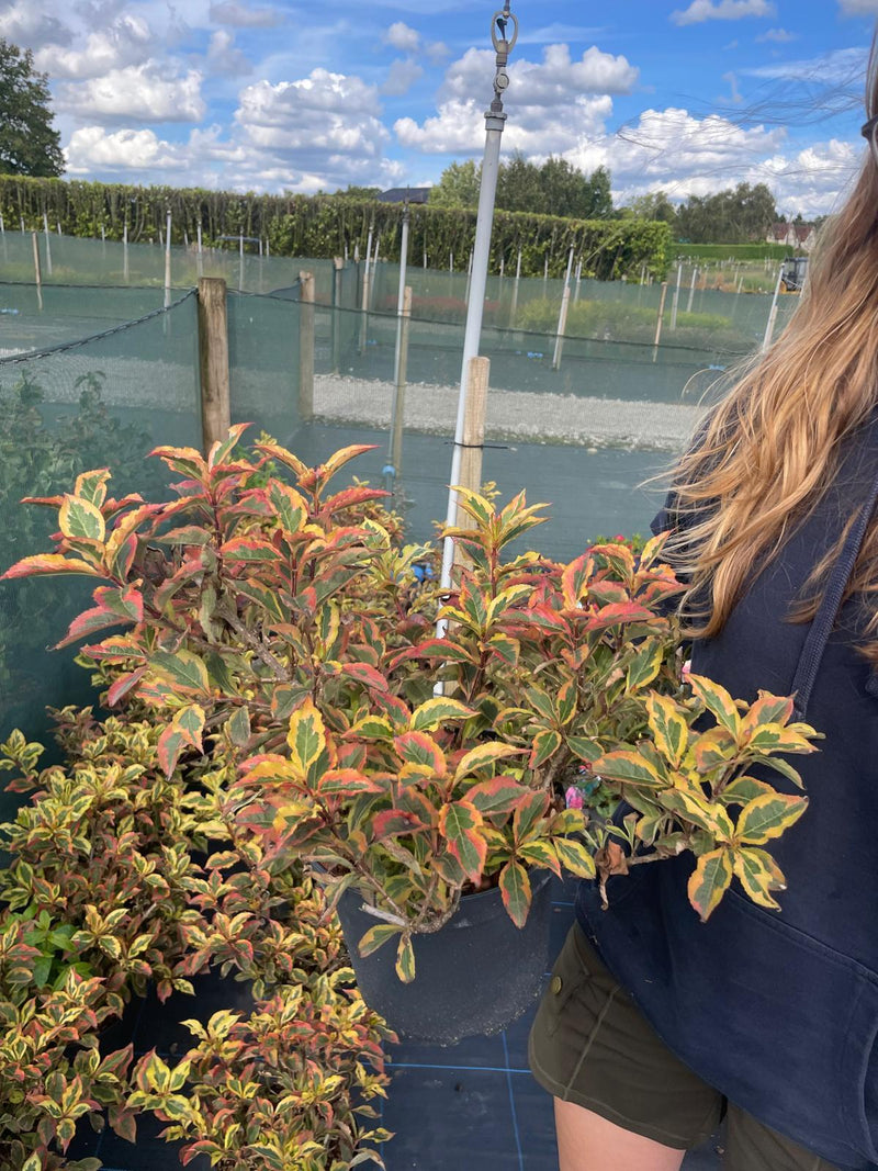 Weigela Magical Rainbow 5 Litre Pot
