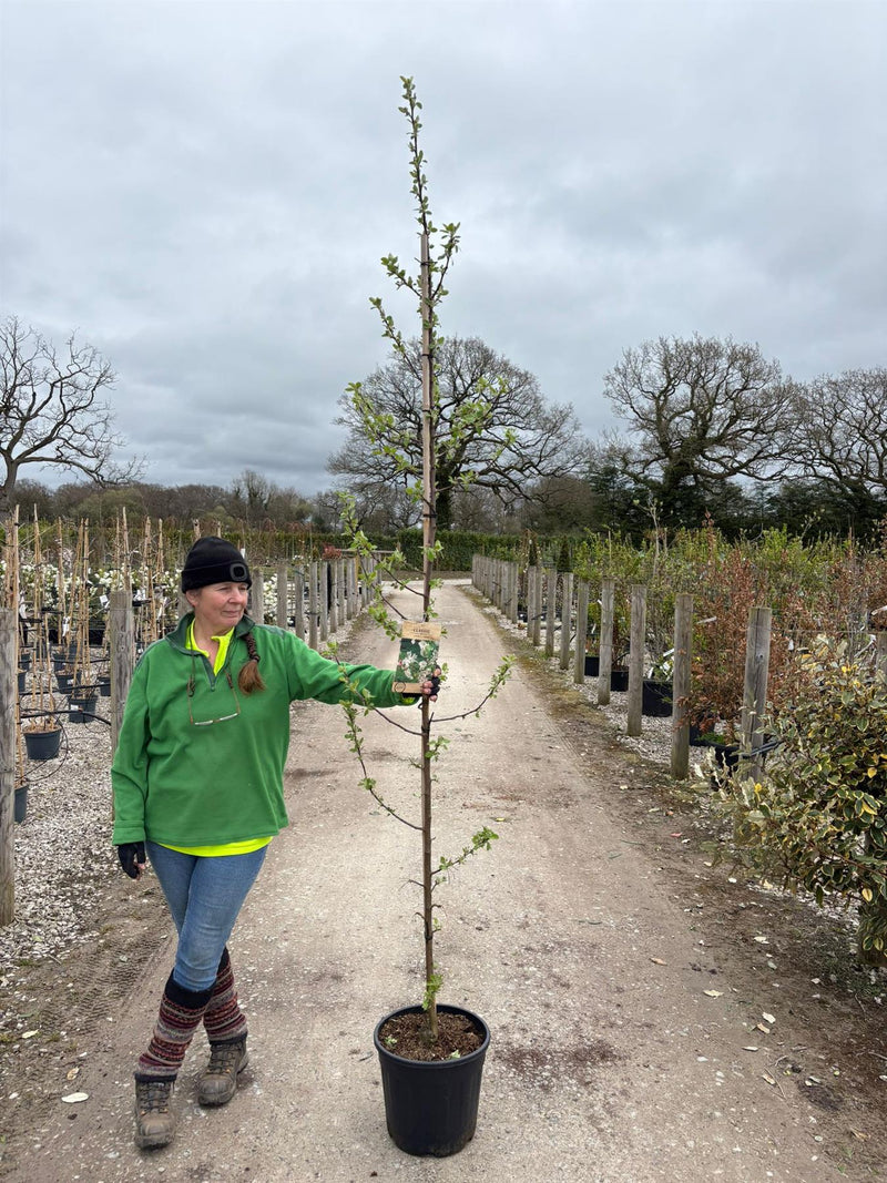 Malus Everest 18 Litre Pot 200/250cm Tall