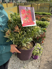 Pieris Japonica Flaming Silver 7.5 Litre Pot