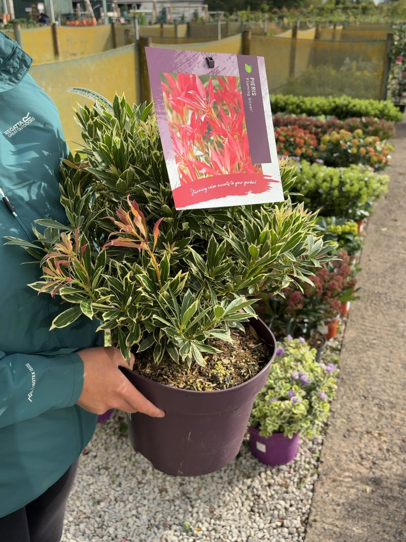 Pieris Japonica Flaming Silver 7.5 Litre Pot
