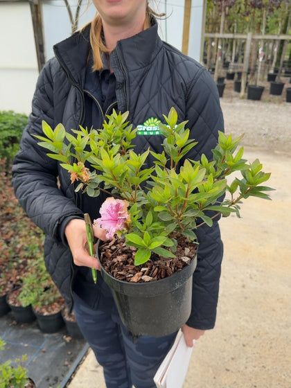 Azalea japonica Brocéliande® 'Perceval' - Japanese Azalea 3 Litre Pot