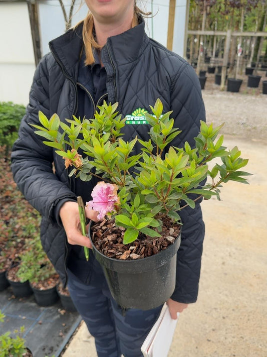 Azalea japonica Brocéliande® 'Perceval' - Japanese Azalea 3 Litre Pot