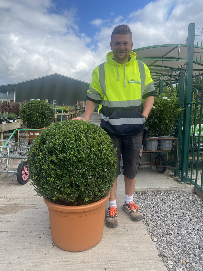 Ilex Crenata Luxus Ball 60/70cm