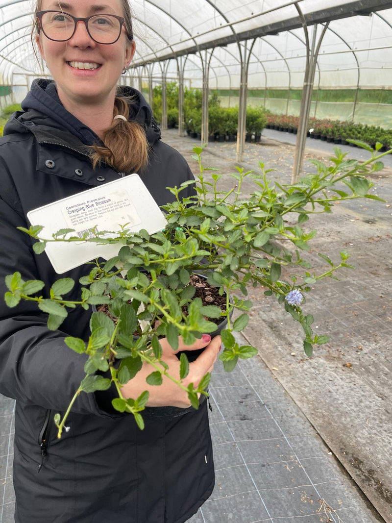 Ceanothus Prostratus 3 Litre Pot