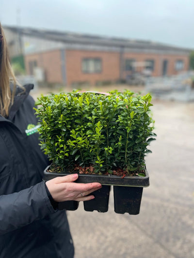 Slow-Growing Plants