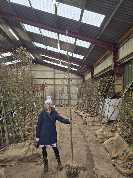 Amelanchier Lamarckii 6-8 cm Girth Root Ball Delivery From November