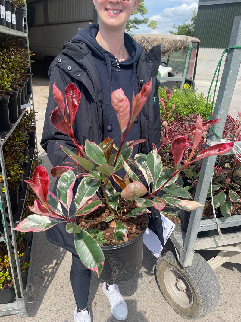 Photinia Louise 3 Litre Pot