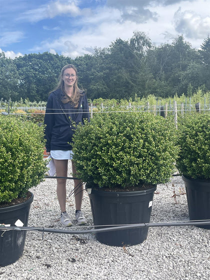 Ilex Crenata Hecco Ball 130 Litre Pot 80cm Wide