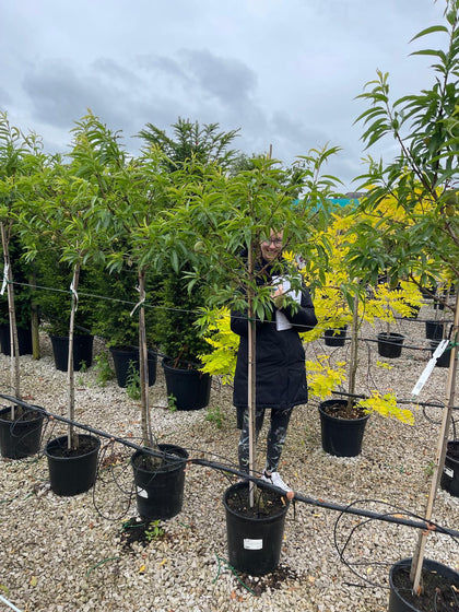 Prunus Amygdalus Angelique 20 Litre Pot Half Standard