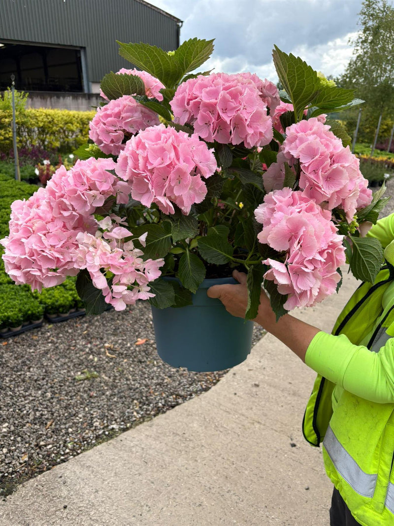 Hydrangea Mac Pink Ball 15 Litre Pot