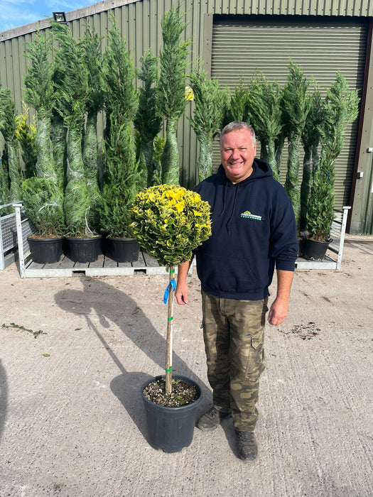 Euonymus japonicus Aureus 1/2 Standard 20 Litre Pot